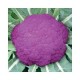 Sicily purple cauliflower seeds