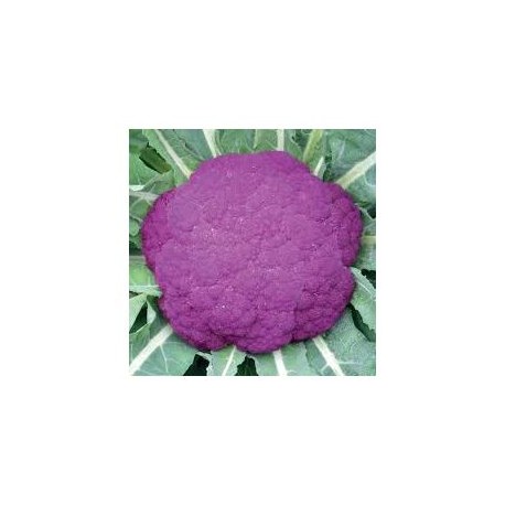 Sicily purple cauliflower seeds