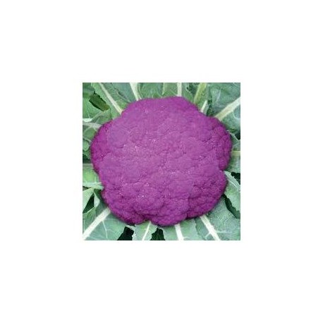 Sicily purple cauliflower seeds