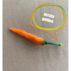 Mexican Chilli Pepper Golden Seeds