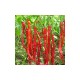 Chile de Arbol Seeds