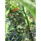 Chile de Arbol Velvet Seeds