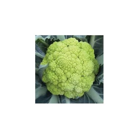 Panther green cauliflower