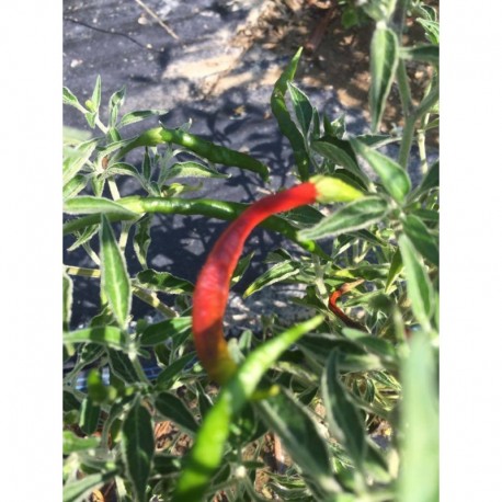 Chile de Arbol Velvet Seeds