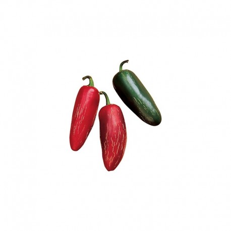 Jalapeño Biker Billy Seeds