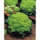 Alverda green cauliflower seeds