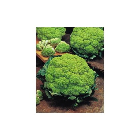 Alverda green cauliflower seeds