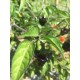 Jamaican Hot Black Seeds
