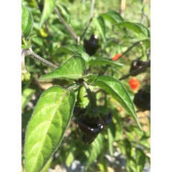 Jamaican Hot Black Seeds