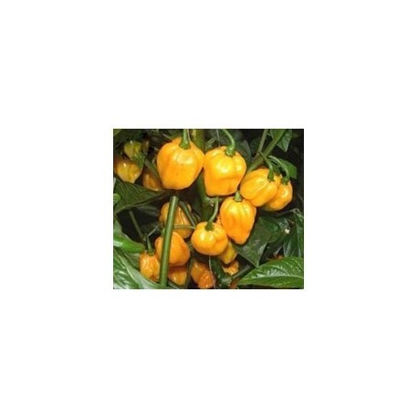 Scotch bonnet gelb secco