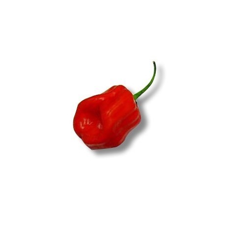 Dried Habanero Red Savina