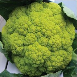 Semi di cavolfiore verde Magnifico