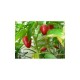 Dog Nose Seeds