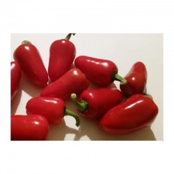 Dog Nose Seeds