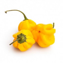 Dried Habanero Yellow