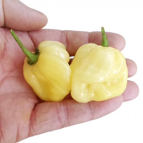 Dried Habanero White giant