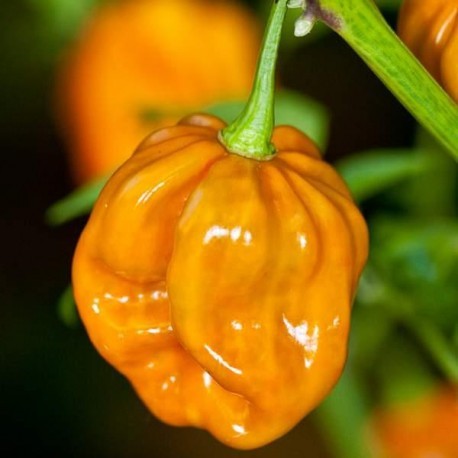 Dried Habanero Mustard