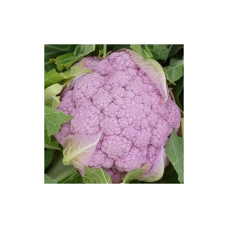 Parmac pink cauliflower seeds