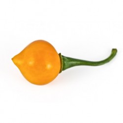 Chupetinho orange secco