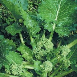 Semi cima di rapa novantina