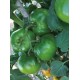 Tynton round tomato seeds