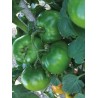 Semi di pomodoro tondo Tynton