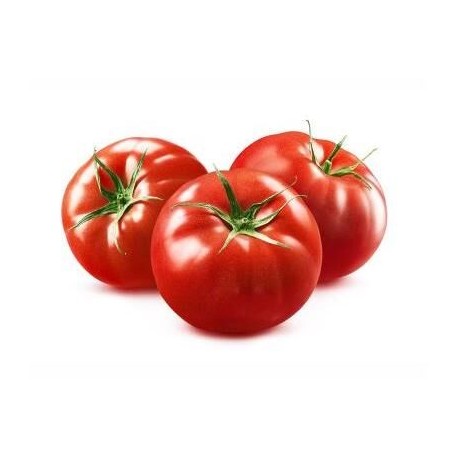 Optima round tomato seeds