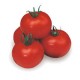 "Salomone" round dwarf tomato seeds