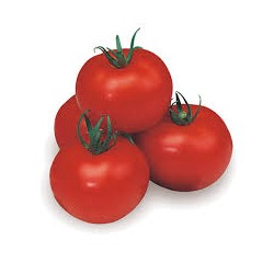"Salomone" round dwarf tomato seeds