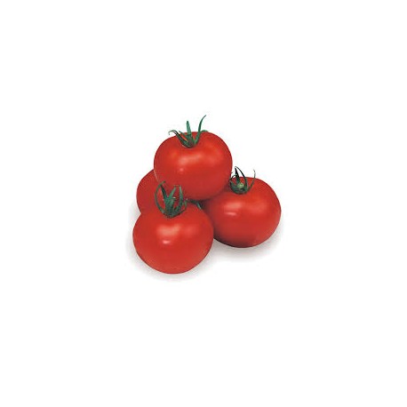 "Salomone" round dwarf tomato seeds