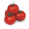 "Salomone" round dwarf tomato seeds