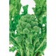 Semi cipa di rapa aprilatica