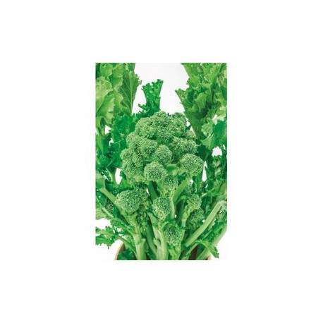 Semi cipa di rapa aprilatica