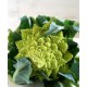 Semi di broccolo romanesco S. Giuseppe (Lazio)