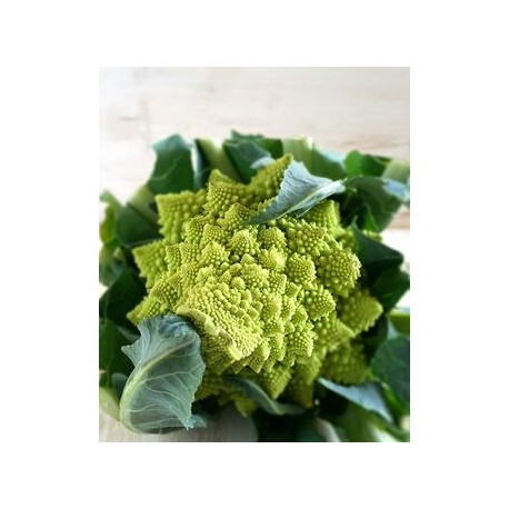 Semi di broccolo romanesco S. Giuseppe (Lazio)