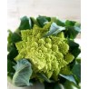Roman broccoli seeds from S. Giuseppe (Lazio)