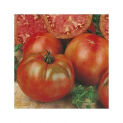 Pomored round dwarf tomato seeds