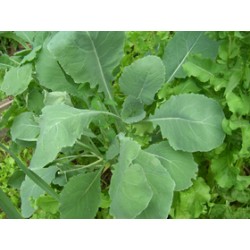 Broccoli seeds with rapino oil