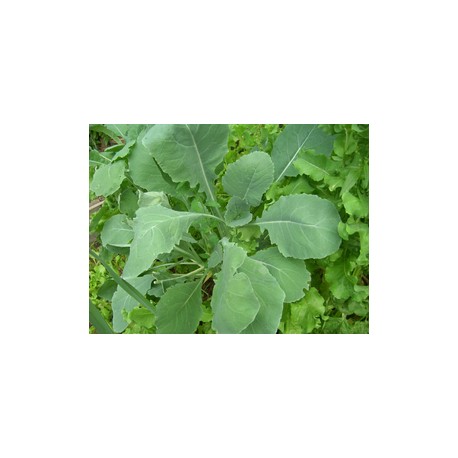 Broccoli seeds with rapino oil