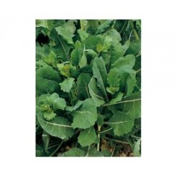 "Getti e foglie" broccoletto seeds