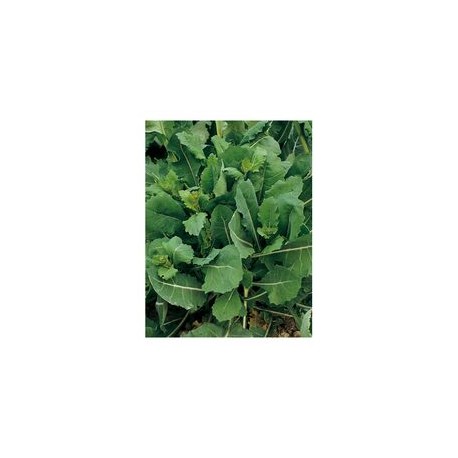 "Getti e foglie" broccoletto seeds