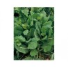 "Getti e foglie" broccoletto seeds