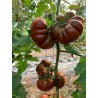 Semi pomodoro marmande chocolate cappuccino
