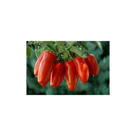 Semi pomodoro San Marzano Heinz