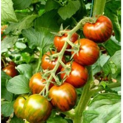 Semi pomodoro ciliegino nero tigrato