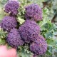 "Getto viola" broccoletto seeds