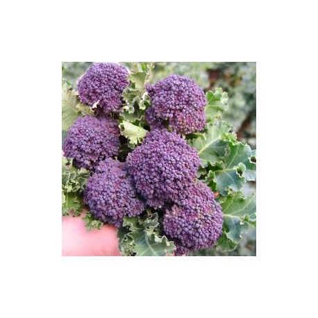 "Getto viola" broccoletto seeds