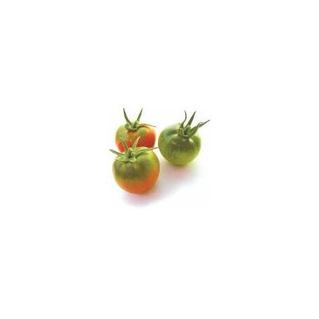 Semi di pomodoro tipo pachino Reginella