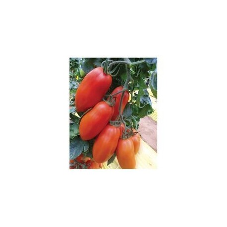 Semi pomodoro San Marzano Thunder