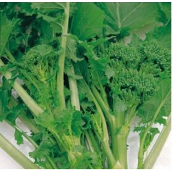 Semi di broccolo cima di rapa leccese